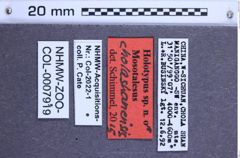 Etikette zu Mosotalesus cholashanensis (NHMW-ZOO-COL-0007919)